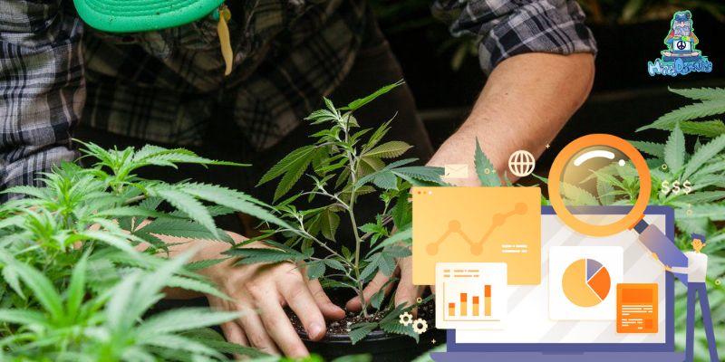 Market Research in Marijuana Industry
